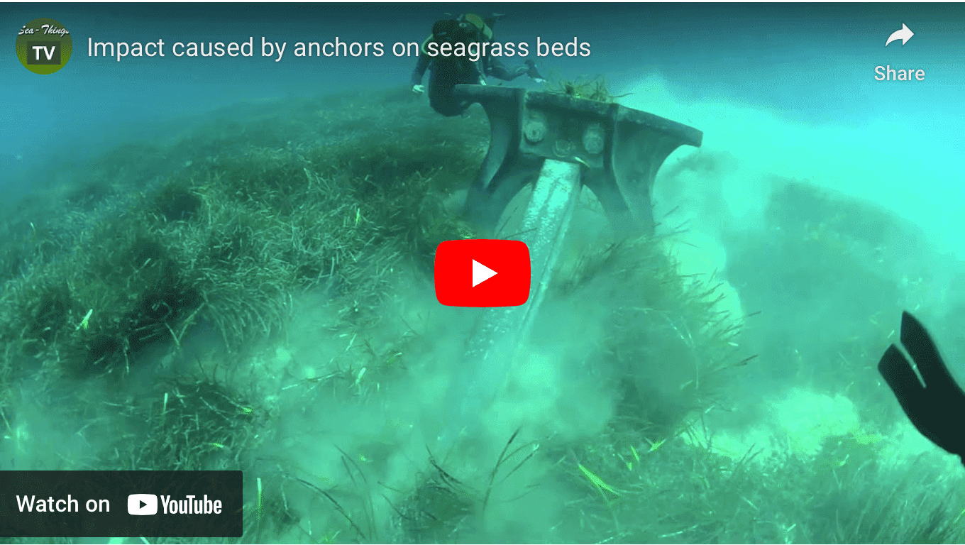 Impact of anchors on sea grass